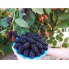 Саженец ежемалины Бойсенберри (Boysenberry)