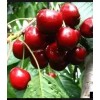 Черешня Амулет: фото и описание