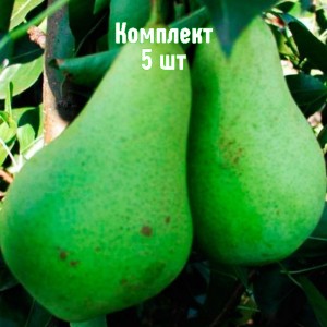 Комплект 5шт / Груша Первомайская
