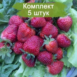 Комплект 5шт / Клубника Черный Принц (Не ремонтантная/Средняя)