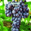 Комплект 5шт / Виноград Августа: фото и описание