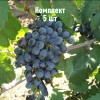 Комплект 5шт / Виноград Данко: фото и описание